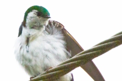 MG_2126-Violet-green-Swallow-male