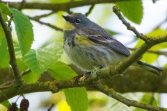MG_4456-Yellow-rumped-Warbler-Audubon