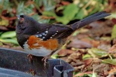MG_4534-Spotted-Towhee