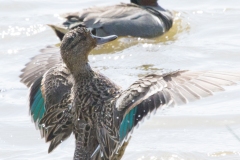 MG_4542-Green-winged-Teal
