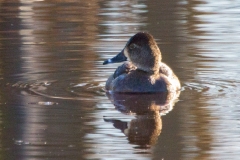 MG_4749-Ring-necked-Duck-Juvenile-female