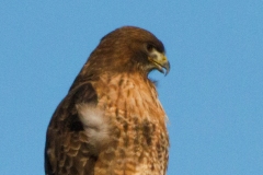 MG_4908-Red-tailed-Hawk