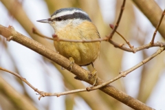 MG_5290-Red-breasted-Nuthatch
