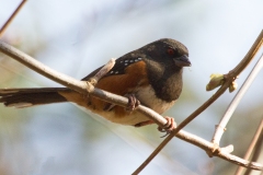 MG_5424-Spotted-Towhee