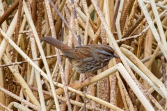 MG_5610-Song-Sparrow