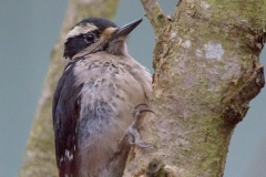 MG_5823-Hairy-Woodpecker-female