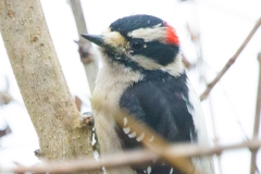 MG_6018-Downey-Woodpecker-male