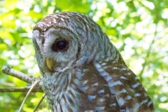 MG_6208-Barred-Owl