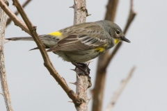 MG_6358-Yellow-rumped-Warbler-Audubon