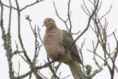 MG_6366-Mourning-Dove-2