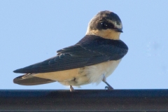 MG_6499-Barn-Swallow-juvenile