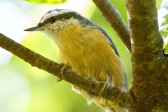 MG_6657-Red-breasted-Nuthatch