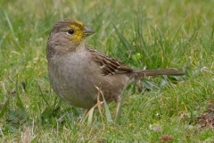 MG_6659-Gold-crowned-Sparrow