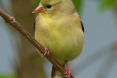 MG_6761-American-Goldfinch-female