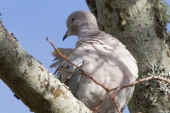 MG_6824-Mourning-Dove