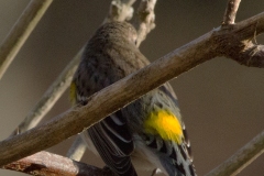 MG_7049-Yellow-Rumped-Warbler
