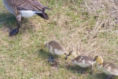 MG_7118-Canada-Geese-goslings