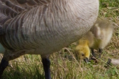 MG_7219-Canada-Goose-gosling