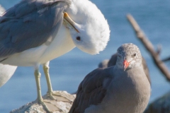 MG_7237-Heermanns-and-California-Gulls