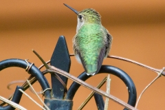 MG_7663-Annas-Hummingbird