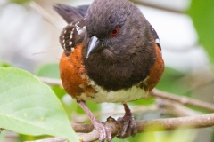 MG_7735-Spotted-Towhee