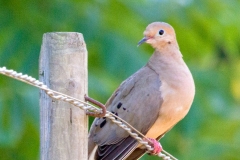 MG_7894-Mourning-Dove