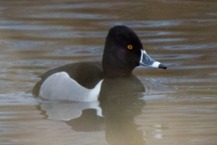 MG_7957-Ring-Necked-Duck-male