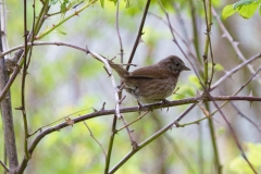 MG_8168-Song-Sparrow