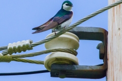 MG_8218-Violet-green-Swallow-male