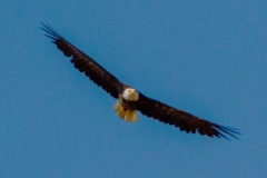 MG_8286-American-Bald-Eagle
