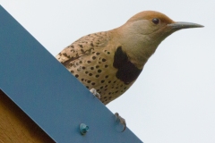 MG_8345-Northern-Red-shafted-Flicker
