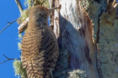 MG_8369-Norther-Red-shafted-Flicker