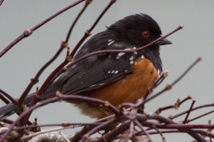 MG_8534-Spotted-Towhee