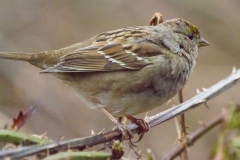 MG_8628-Gold-crowned-Sparrow