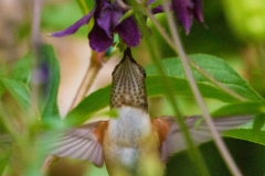 MG_8642-Rufous-Hummingbird