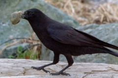 MG_8683-American-Crow