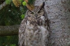 MG_9165-Great-Horned-Owl