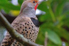 Northern-Red-shafted-Flicker-8235