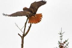 Red-tailed-Hawk-3825