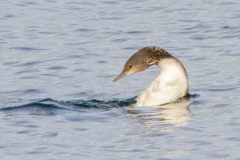 Red-throated-Loon-3864