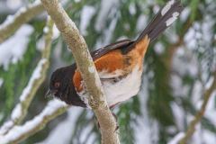 Spotted-Towhee-8355