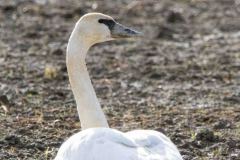 Tumpeter-Swan-6788