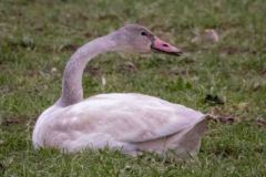 Tundra-Swan-juvenile-6743-Copy