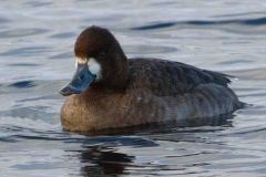scaup-9683