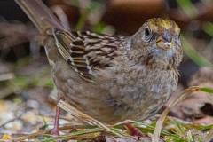 1_Golden-crowned-Sparrow-4820