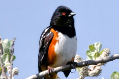 1_MG_0346-Spotted-Towhee