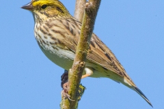 1_MG_2054-Savannah-Sparrow