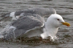 Glaucuous-winged-Gull-3112