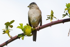 Golden-crowned-sparrow-0277