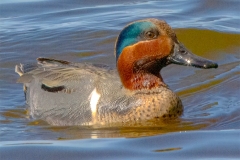 Green-winged-Teal-male